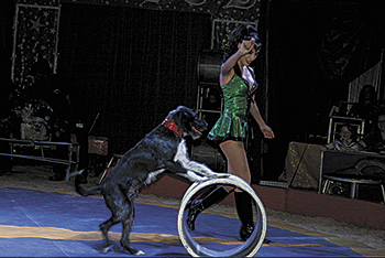  Zerbini Family Circus Free Every Night At The Fair