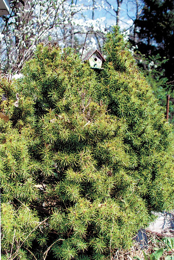 Winners Of 2012 Big Tree & Goofiest Looking Tree Contest Announced
