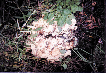 Mushroom Growing Wild