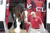 Budweiser Clydesdales Visit Shelby