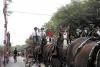 Budweiser Clydesdales Visit Shelby