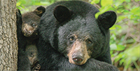 Wildlife Agency Responds to Buncombe County Resident Injured by a Black Bear Inside Her Home