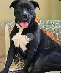 Meet BOONE 2 Years Old, Male, 70 lbs.