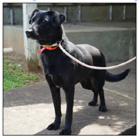 CC Animal Services has many pets available for adoption