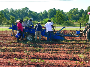 Cleveland County Potato Project update