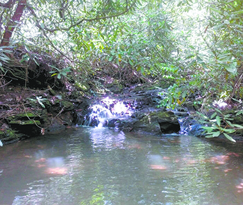 Foothills Conservancy reaches 50,000 acre milestone