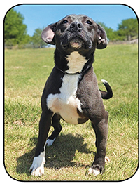 Meet JAGGER - Meet JAGGER Loves every human he meets!