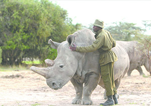 Award-Winning Documentary and Q&A about last male white rhino to screen in Shelby