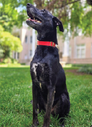 Meet Laney 4 Years Old, Female, 50 lbs.