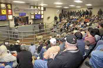 Cleveland County Agriculture and Livestock Exchange draws crowds