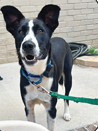Meet LUCY You will LOVE Lucy!