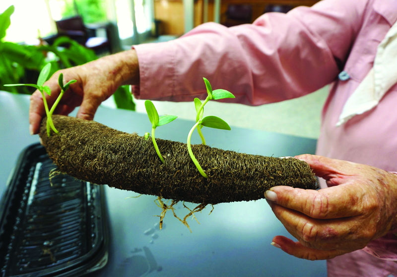 Juanita Peterson of Shelby brought this luffa (also spelled 'loofa') sponge by the Shelby Shopper office on Thursday, Aug. 13.