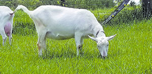 Fairgrounds to host dairy goat show