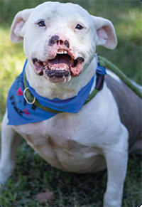 Meet Phoenix Male • 6 Years Old • 40 Lbs 