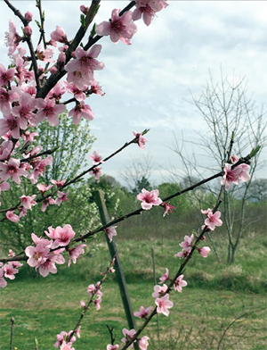 A sure sign of Spring is when the peach trees start to bloom. This photo was taken west of Shelby. Photo by Jeff Melton