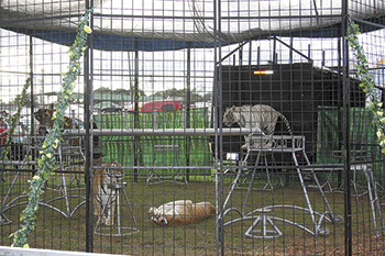 Tiger Encounters At This Year's Fair