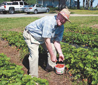 Spake Strawberries - growing delicious berries for 16 years!