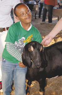 North Shelby Students Compete In Goat Show