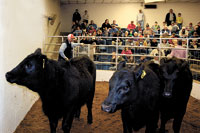 6th Annual Sale Generates Over $96,000