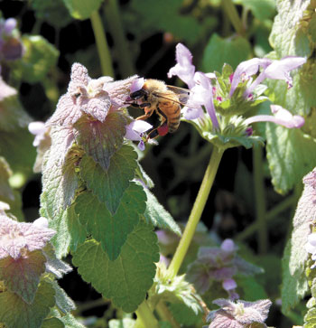 CLEVELAND COUNTY BEEKEEPERS ASSOCIATION...