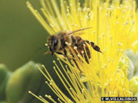 Honeybee Virus: Varroa Mite Spreads Lethal Disease