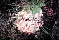 Mushroom Growing Wild