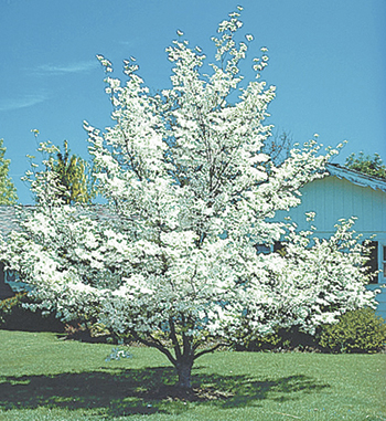 Celebrate the New Year in North Carolina With 10 Free Flowering Trees from the Arbor Day Foundation