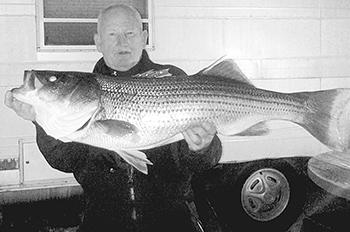 Mike Fitch lands monster striper