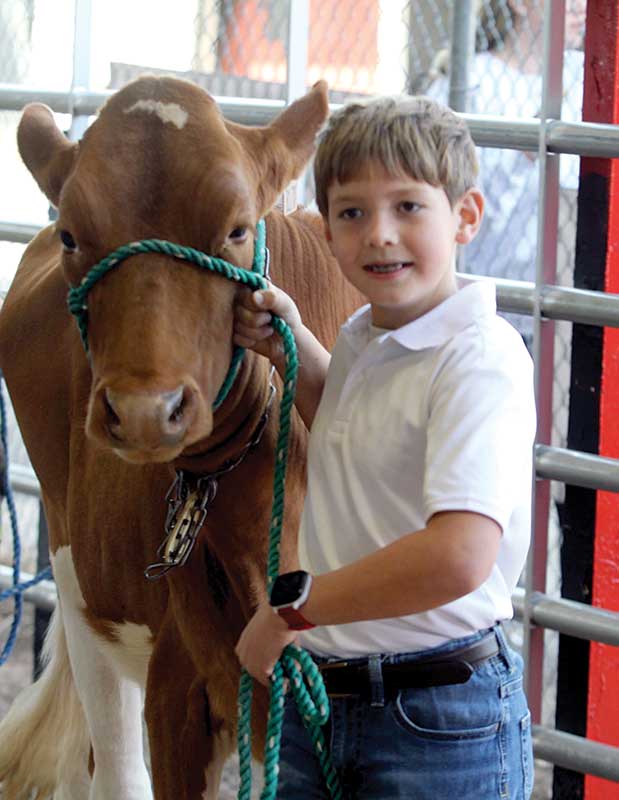 Hudson Hege walks a cow to be judged at the livestock barn at the Cleveland County Fair.